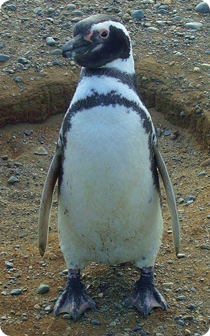 Pinguim de magalhães