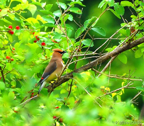 1. cedar waxwing-kab