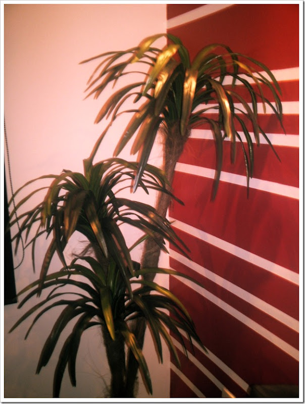 Yucca 01 Yucca 01