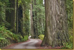Redwoods 3A