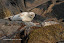 Harbour seal