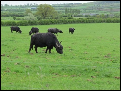 A buffalo