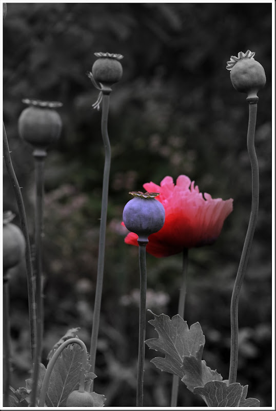 IMG_8239-1