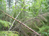 DSCN0388.JPG