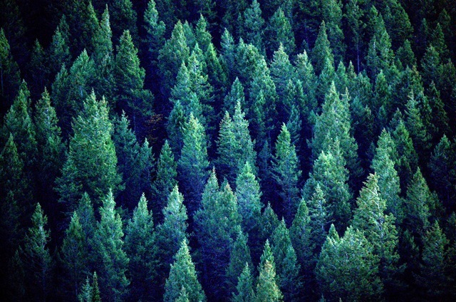[Pine%2520Forest%255B3%255D.jpg]