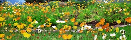 flower panoram_nebesnoe.info_27.jpg