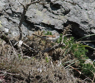 [25-whitethroat%255B2%255D.jpg]