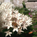 Honey Bee