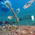 Harlequin ghost pipefish (Dauin, Negros)