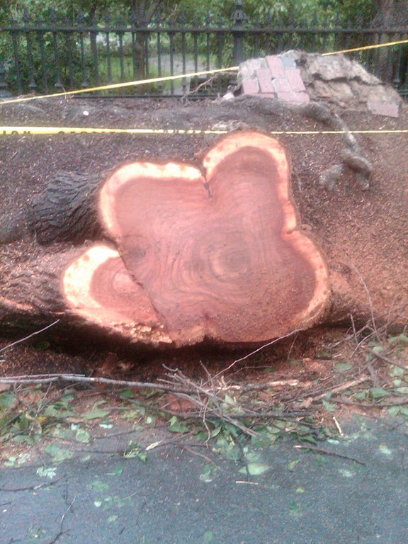 [Downed%2520Tree%255B3%255D.jpg]
