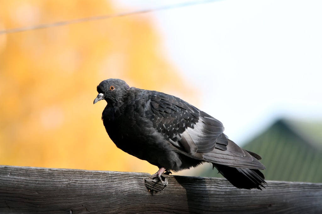[IMG_71634.jpg]