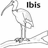 ibis-color-page-3.jpg