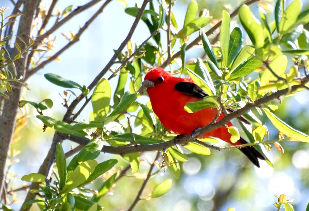 [Scarlet_Tanager-1%255B4%255D.jpg]