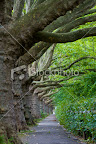 http://www.istockphoto.com/stock-photo-17301097-bike-path-surrounded-oak-trees.php?st=a416943