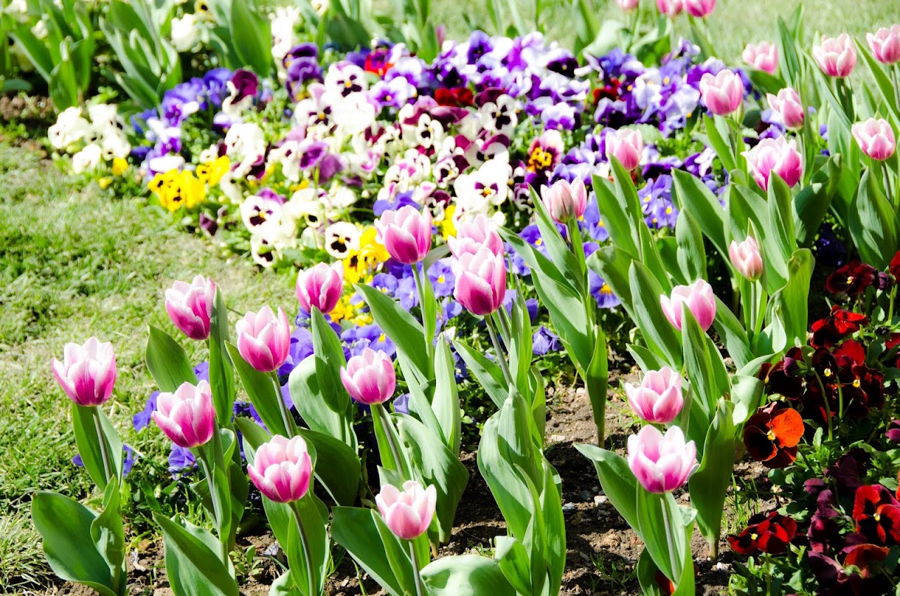 Istanbul tulips
