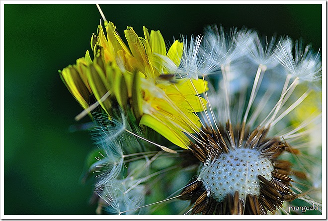 DSC_9079 DSC_9079