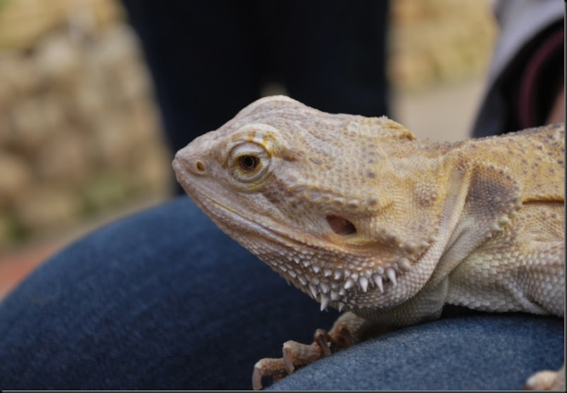 DSC_0085 DSC_0085
