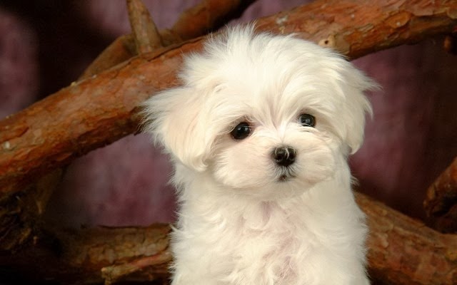 [White-Cute-Puppy-640x400%255B3%255D.jpg]