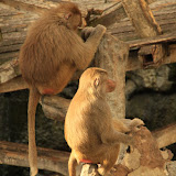Im Affengehege in Skansen. Stockholm - 3 Tag 228.jpg