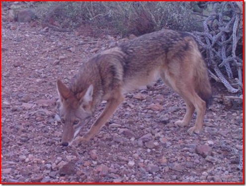 Coyote Dec 17