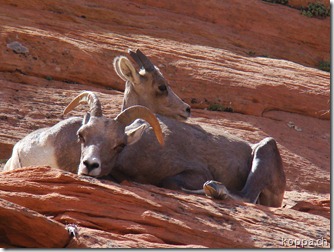 110903 Zion NP (3)