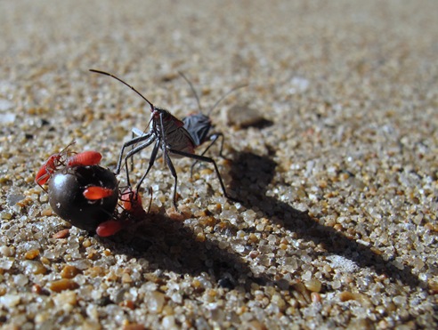 Red-shouldered bug nymphs and adult on seed Red-shouldered bug nymphs and adult on seed