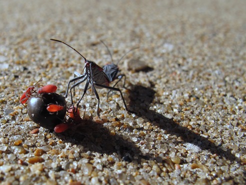 Red-shouldered bug nymphs and adult on seed