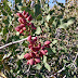Pistacia%252520mutica%25252c%252520yerevan%25252c%252520mushavan%25252c%2525202012.10.04