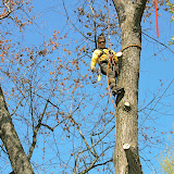 Tree Work