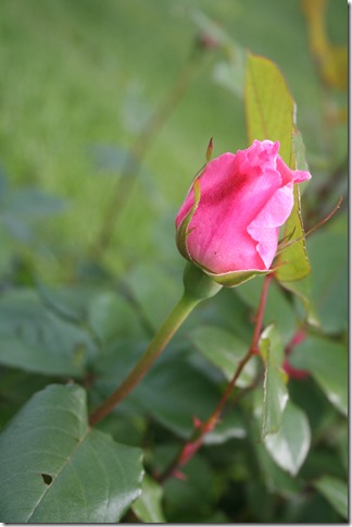 IMG_7021 IMG_7021
