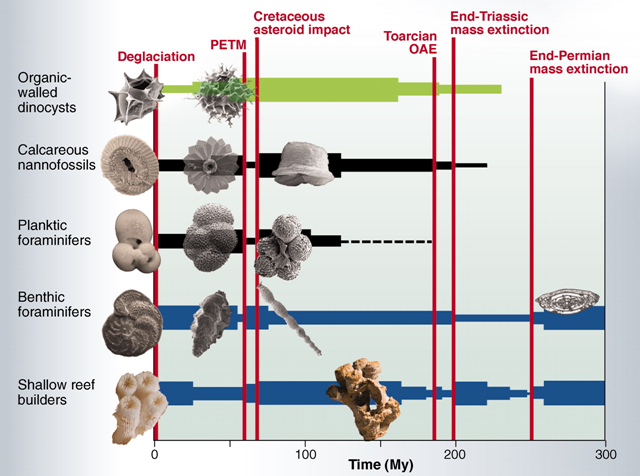 Idealized diversity trajectories of the calcareous and organic fossil lineages discussed in the text. Extinction and radiation suggest events of major environmental change throughout the past 300 My. Calcareous plankton is shown in black, calcareous benthos in blue, and organic fossils in green, and the line thickness indicates relative and smoothed species richness. Highlighted events (vertical red lines) have been associated with potential ocean acidification events. Hönisch, et al., 2012