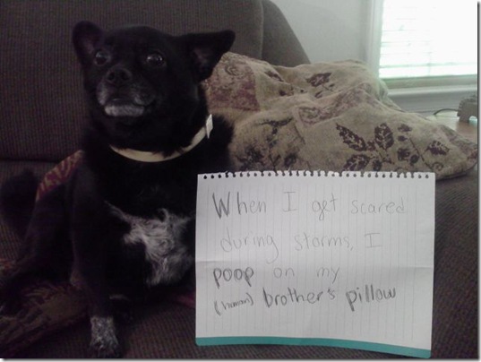 dog-shaming-bad-11
