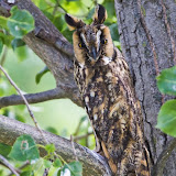 Wildlife Fotografie in Oesterreich!
