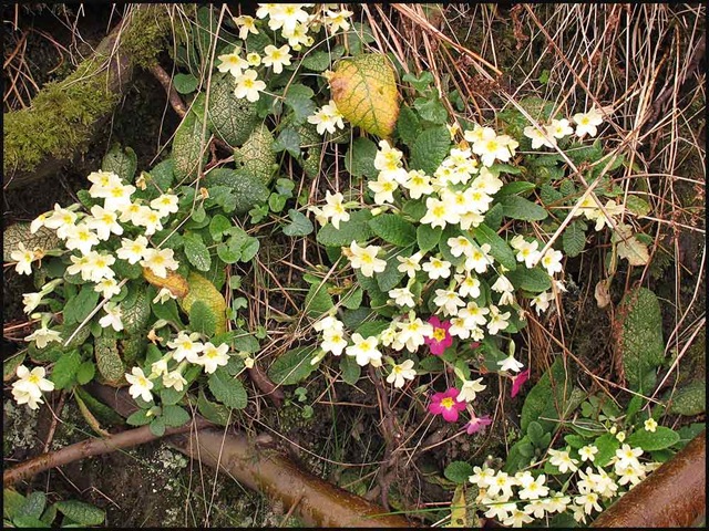 [1322primrose1%255B3%255D.jpg]