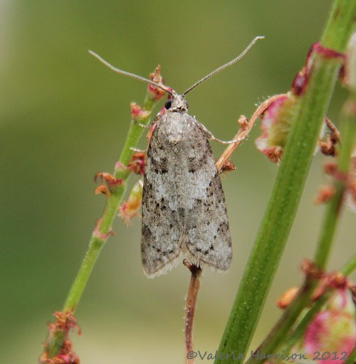 [light-grey-tortrix-52.jpg]