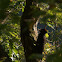 Black Woodpecker