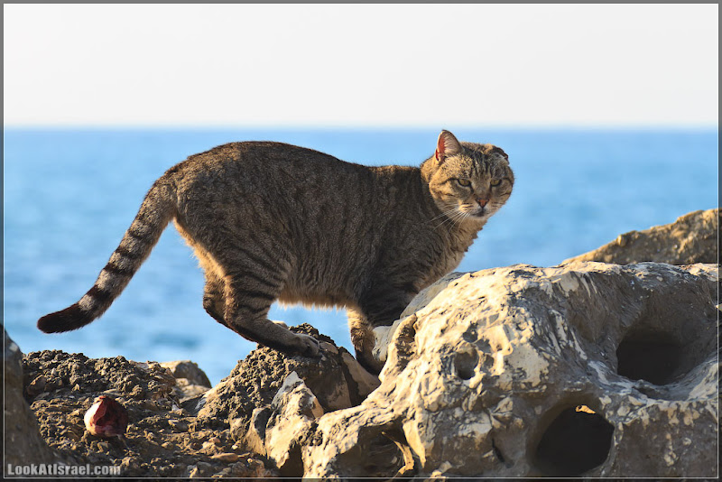 Тель Авивский морской кот (foto il  фото тель авив моря и океаны братья наши  20111216 ta sea cat 012 3228)