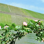 DSC_9455.jpg