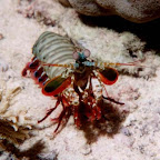Mantis shrimp