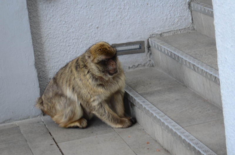 [gibraltar306.jpg]
