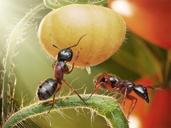 Life-of-Ants-Andrey-Pavlov-11