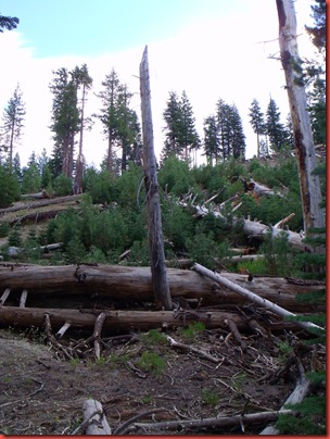 mammoth 041