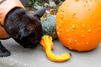 Sharkey! This is pumpkin heaven!  Look at this great Autumn Wings gourd - I claim this one.  Wait - we should claim them all!!!