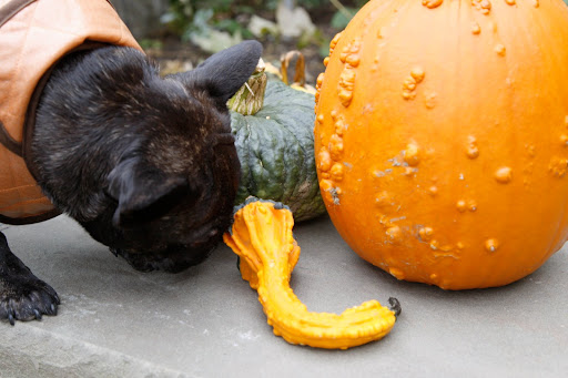 Sharkey! This is pumpkin heaven!  Look at this great Autumn Wings gourd - I claim this one.  Wait - we should claim them all!!!