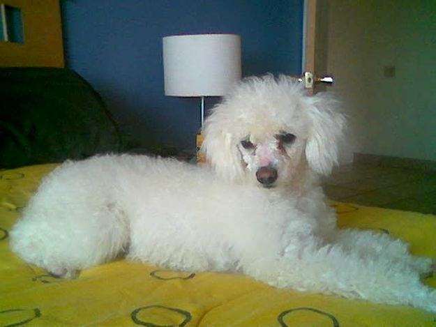 [fotos%2520de%2520perritos%2520imagenesifotos.blogspot%2520%252815%2529%255B5%255D.jpg]