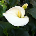 Calla