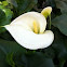 Calla