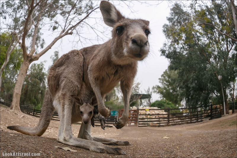 Кенгуру парка Гуру
