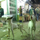 Delhi Spice Market