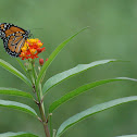 monarch
